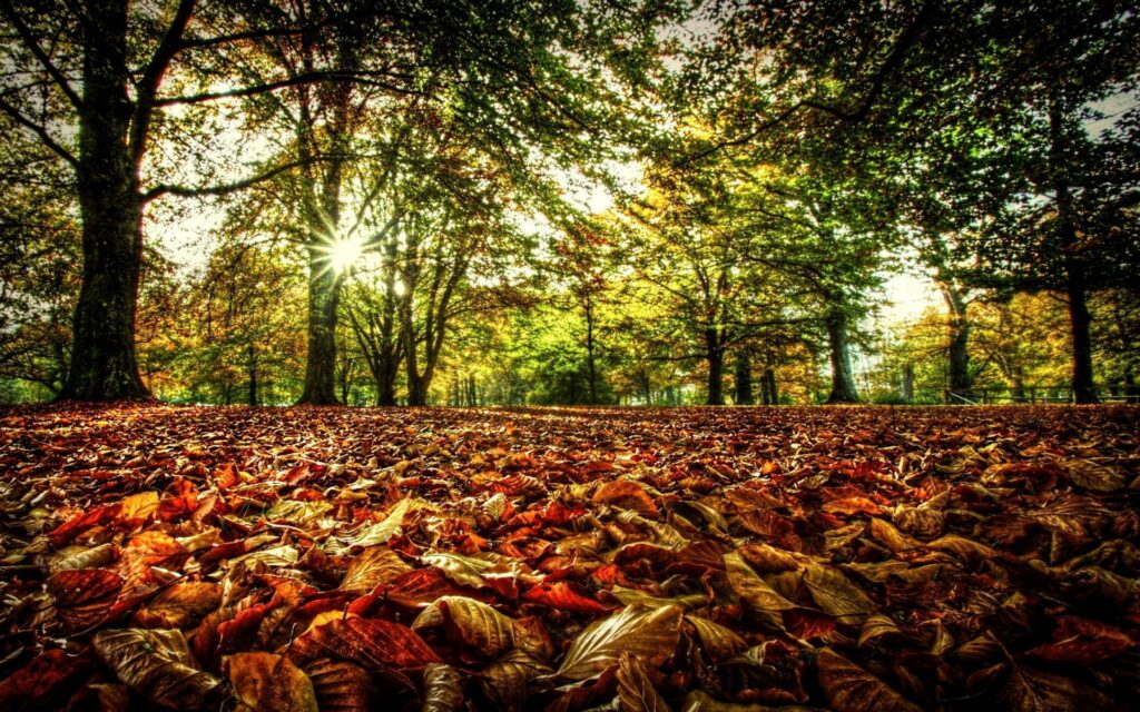 Sunlit autumn forest floor with colorful leaves and towering trees in warm golden light Wallpaper