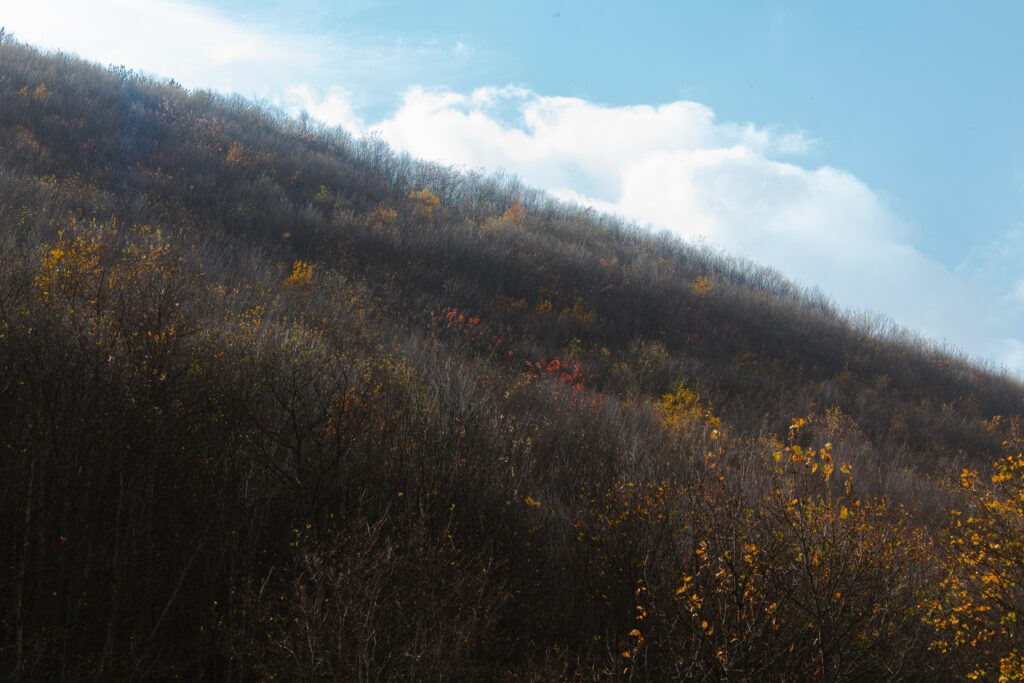 Sunlit autumn hillside with colorful trees under bright blue sky and soft white clouds wallpaper