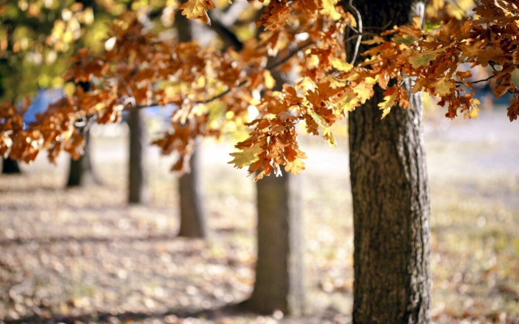 Sunlit autumn trees with vibrant orange yellow leaves and textured bark in peaceful forest Wallpaper