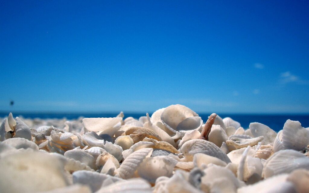 Cockleshells on sunlit sandy beach with vivid blue sky and distant coastline summer wallpaper