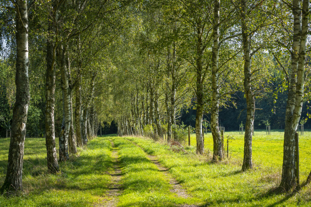 Sunlit grassy path through slender birch trees with dappled shadows and vibrant green leaves Wallpaper