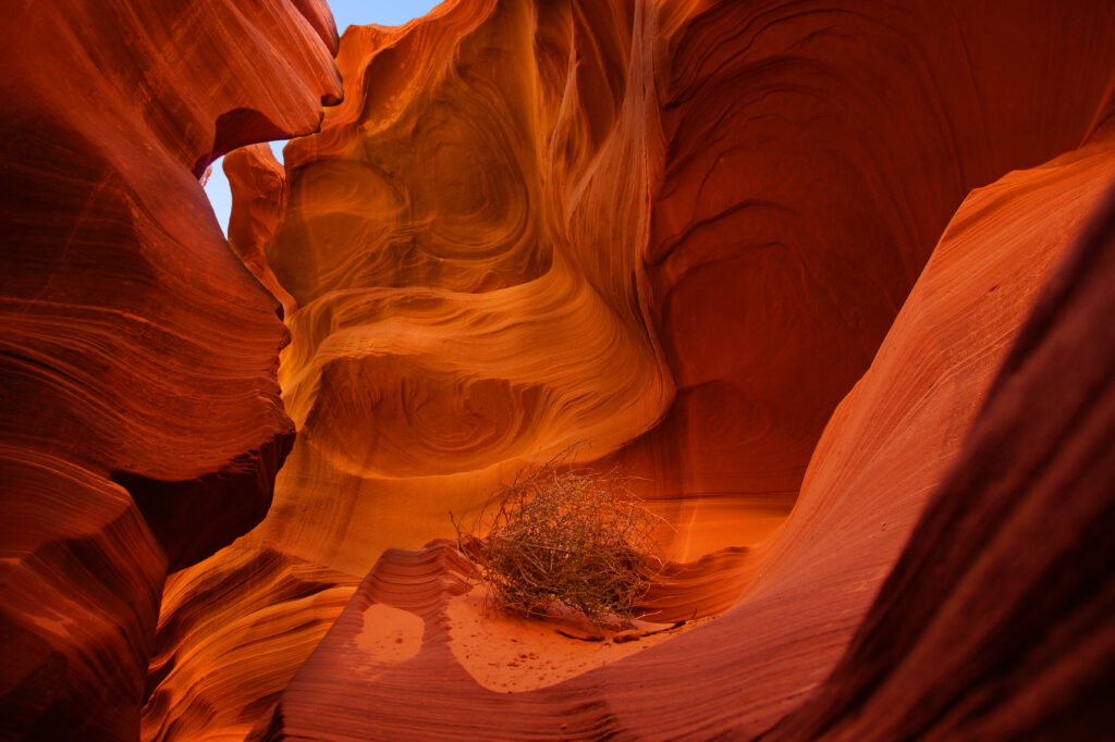 Sunlit brown canyon rock formations with smooth curves and dry plant in arid landscape wallpaper