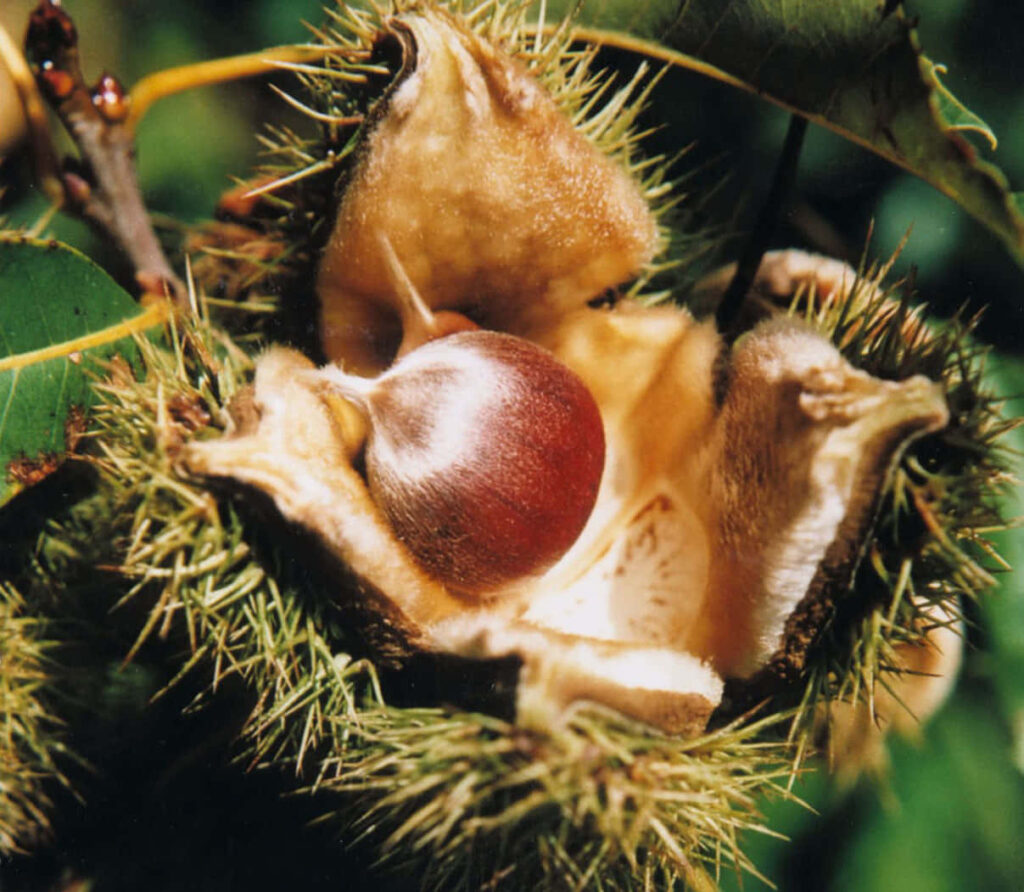 Close-up of chestnut in spiky shell with sunlit green and yellow foliage nature wallpaper background