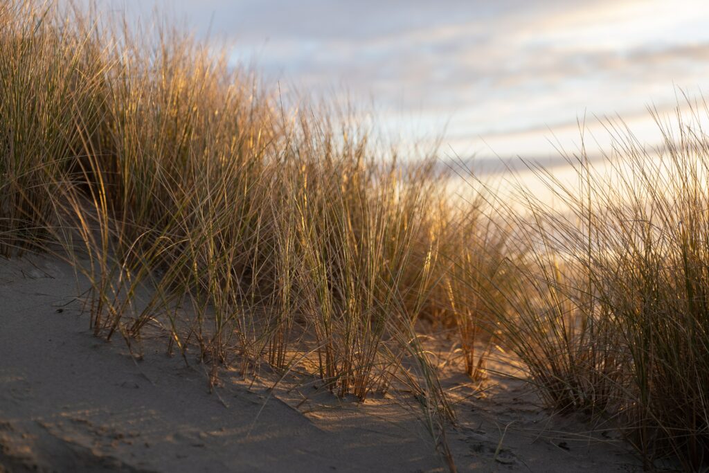 Golden sun rays illuminate windswept grass on soft sand dunes coastal serene landscape wallpaper