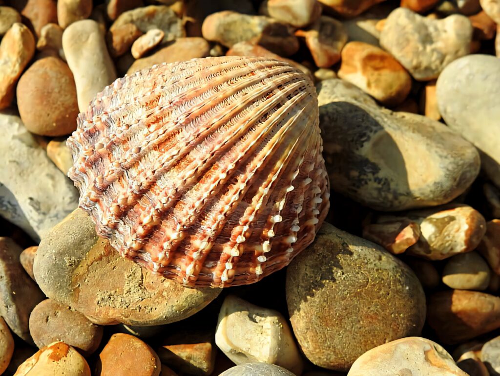 Close-up of cockle shell on sunlit pebbles showcasing coastal textures warm earth tones wallpaper