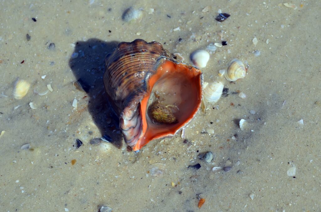 Detailed cockleshell on wet sandy beach with smaller shells warm orange interior coastal scene Wallpaper