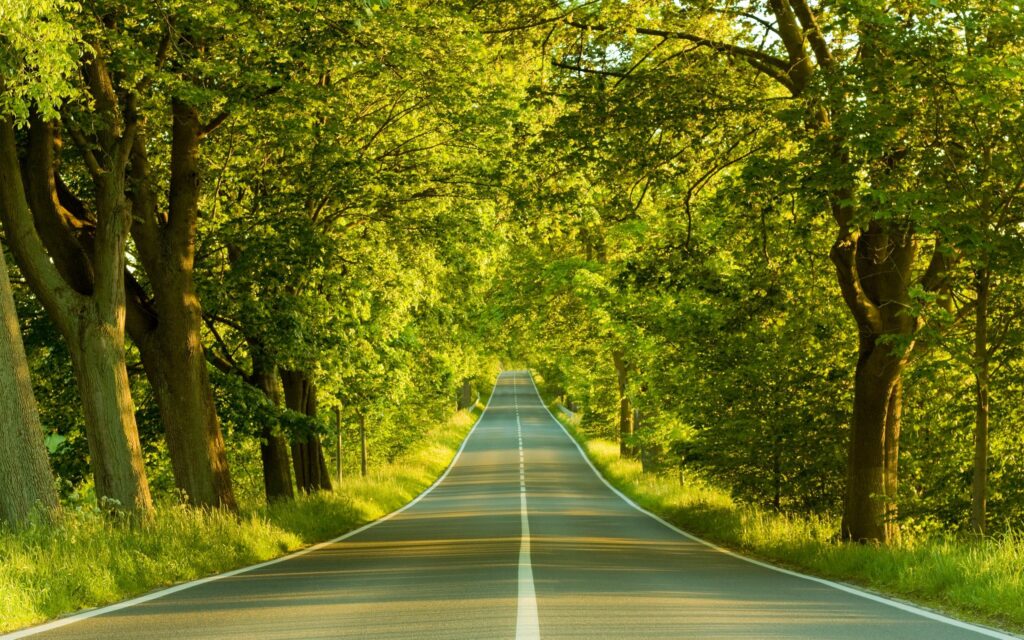 Sunlit winding country road with bright green trees and clear white markings in summer Wallpaper