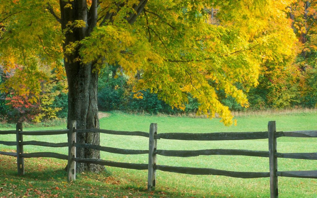 Sunlit grassy field with rustic wooden fence and large tree in vibrant green and yellow foliage Wallpaper