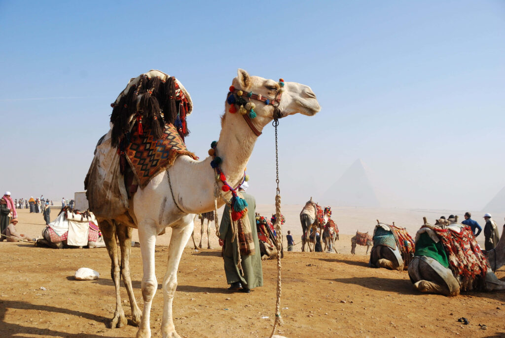 Brown camel with colorful tassels in sunlit desert near golden rocks peaceful landscape wallpaper