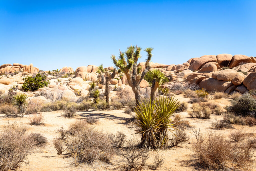 Sunlit desert landscape with rugged cactuses spiky needles bushes and rock formations background Wallpaper