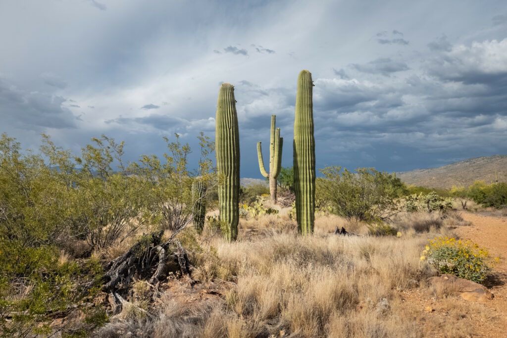 Tall cacti in dry grass with sparse desert plants under dramatic sky desert landscape wallpaper