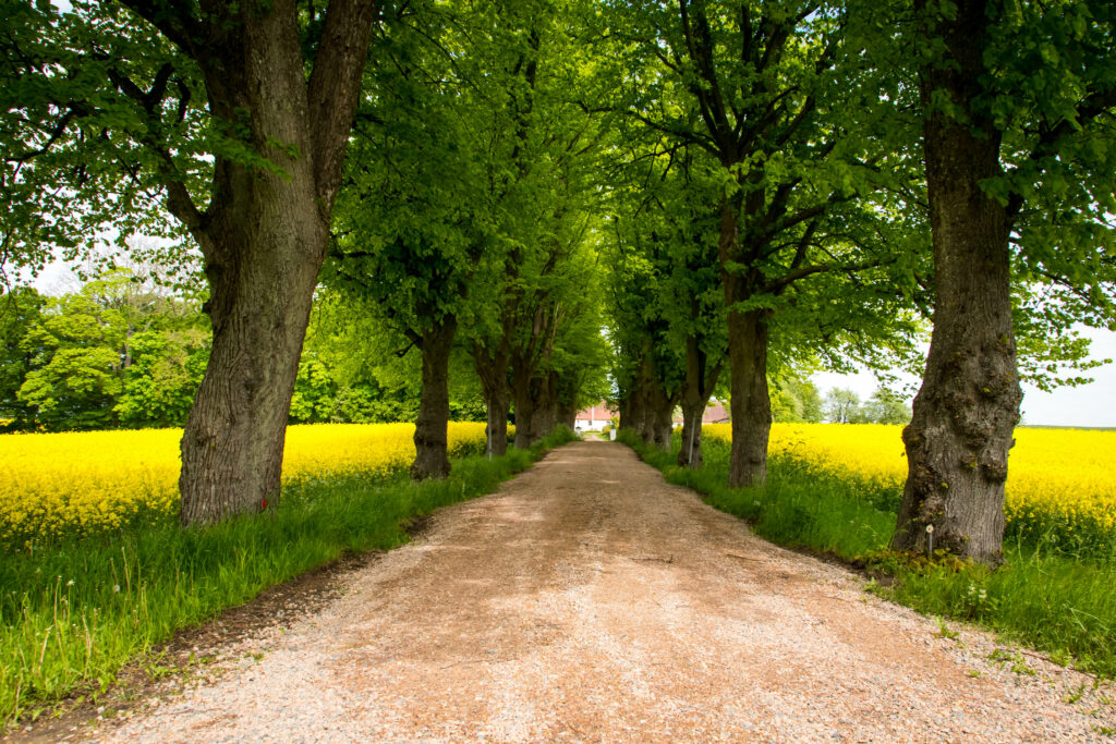 Sunlit dirt path through tall green trees and vibrant yellow fields serene nature landscape wallpaper