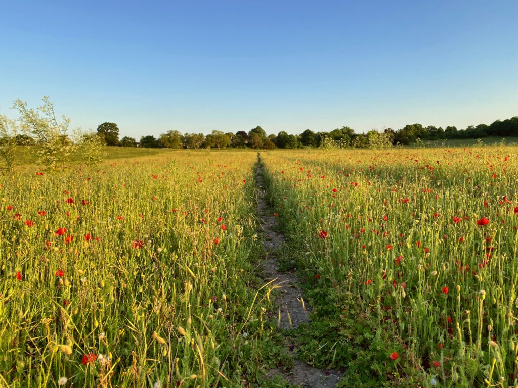 Sunlit countryside field with red wildflowers narrow dirt path lush green trees blue sky wallpaper