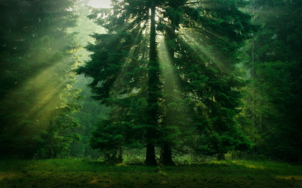 Serene misty forest with sunbeams through tall conifer trees rich green tones wallpaper