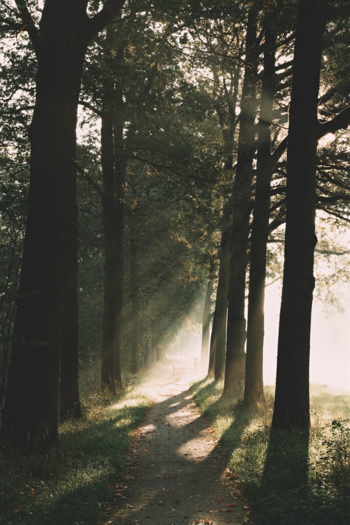 Sunlit forest path winding through tall trees with soft morning light and lush green foliage Wallpaper