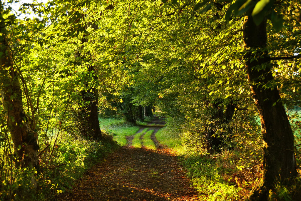 Sunlit dirt path through lush green trees creates a peaceful serene woodland tunnel background Wallpaper