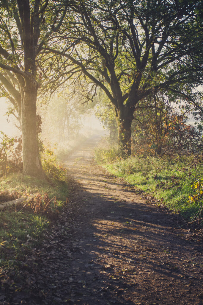 Sunlit forest path winding through tall trees with morning fog and lush green foliage wallpaper