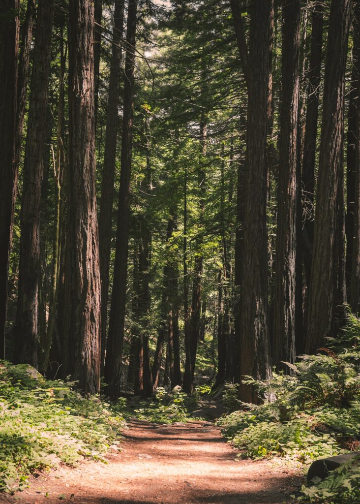 Sunlit forest path through tall conifer trees with lush greenery and peaceful natural light Wallpaper