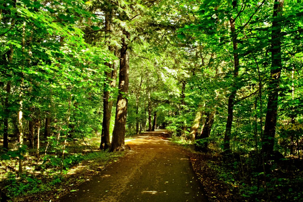 Sunlit forest road with tall green trees creating a peaceful natural wallpaper background
