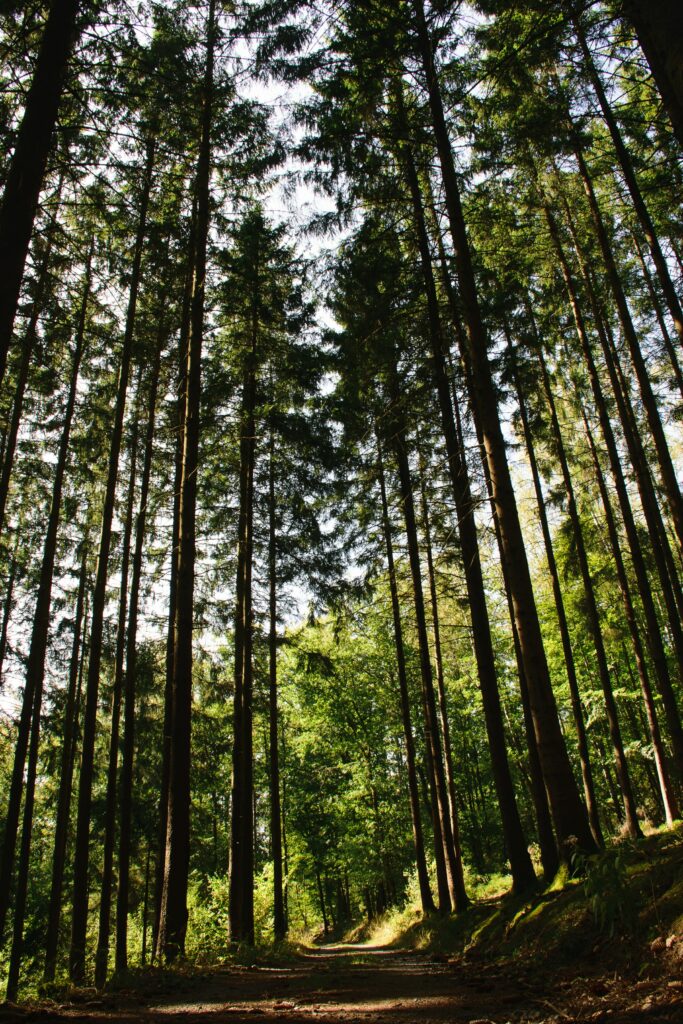 Sunlit forest path with tall green trees and dappled light perfect for peaceful nature walk Wallpaper