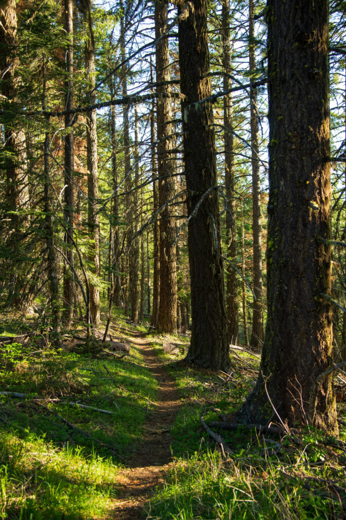 Sunlight through tall forest trees on winding path with lush green grass and peaceful nature scene Wallpaper