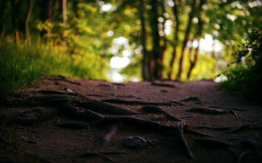 Serene woodland path with sunlit forest roots lush green foliage natural forest trail wallpaper