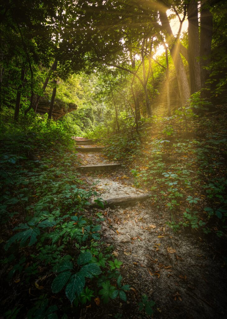 Sunlight filters through green trees illuminating a winding forest path with stone stairs Wallpaper