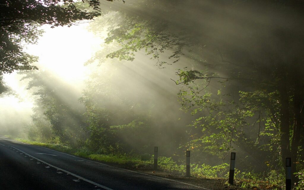 Sunbeams through dense branches illuminate quiet road with white lines in peaceful morning nature Wallpaper
