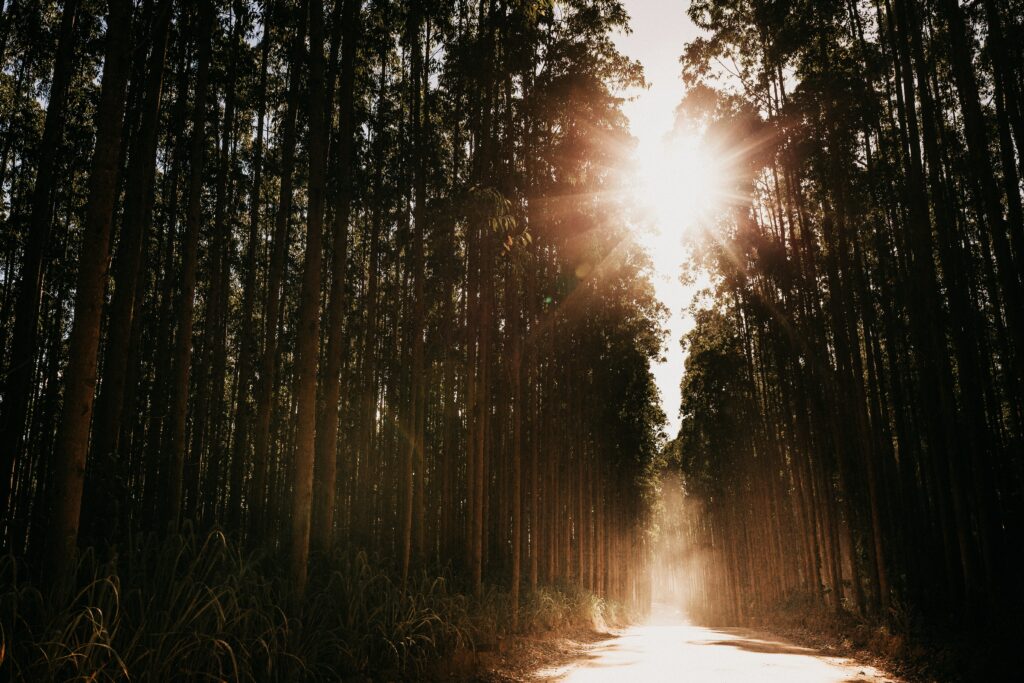 Sunlit forest road with tall trees soft mist and warm sunlight creating serene nature scene wallpaper