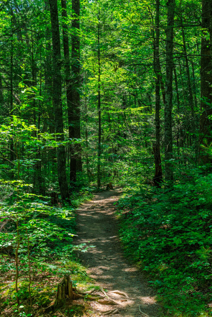 Sunlit forest trail winding through tall trees and vibrant green foliage in serene nature scene Wallpaper