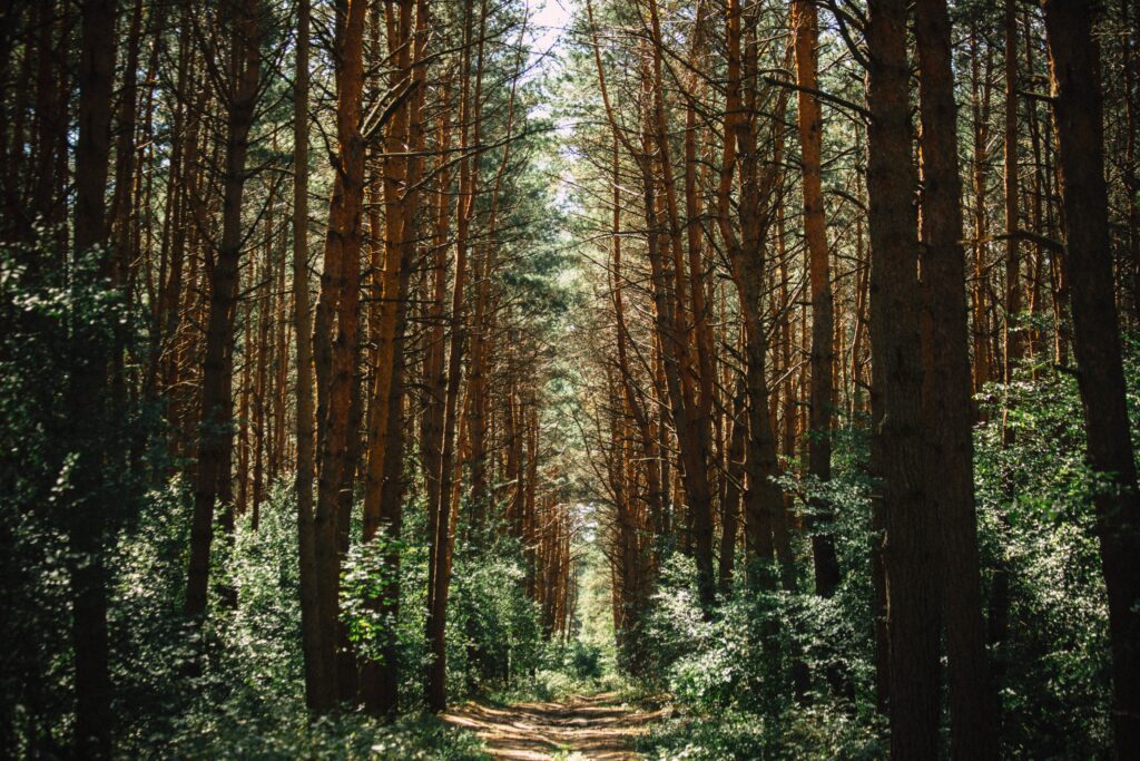 Sunlit forest trail with tall trees and lush green foliage creating a peaceful woodland scene Wallpaper