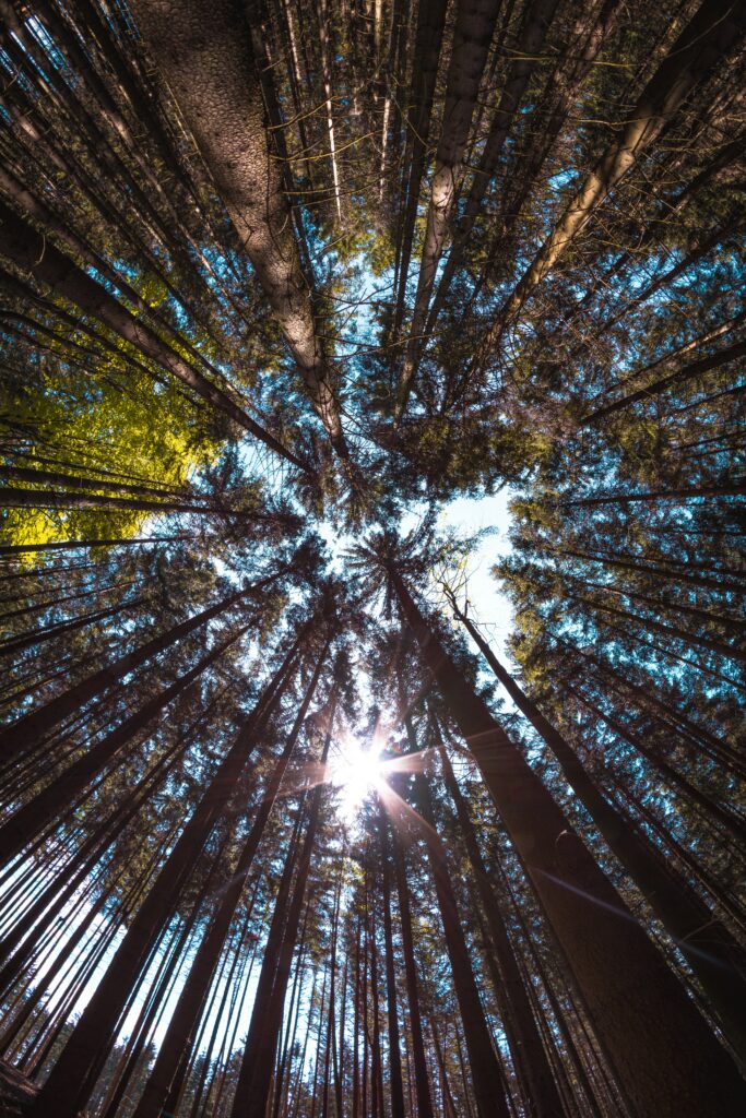 Bottom view of tall forest trees with sunbeams textured bark and vibrant blue sky wallpaper