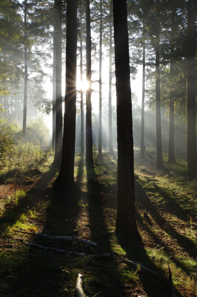 Sunlight streaming through tall forest trees casting radiant rays and shadows on mossy ground Wallpaper
