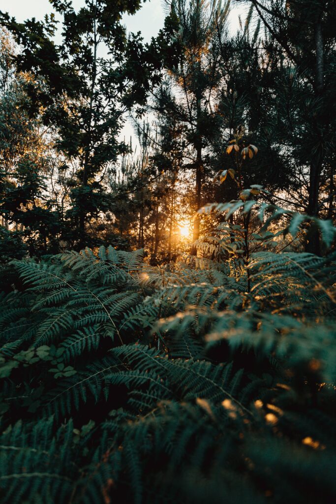 Golden sunlight through tall forest trees lighting green ferns in serene woodland wallpaper background