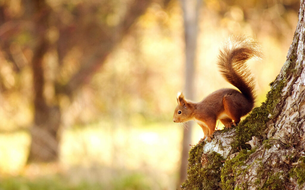 Charming Squirrel Wallpaper in Sunlit Forest Background