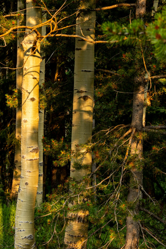Sunlit forest wallpaper with slender tree trunks green needles and warm golden light ambiance