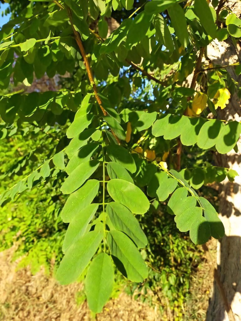 Fresh green Black Locust tree leaves glowing in warm sunlight vibrant spring wallpaper background