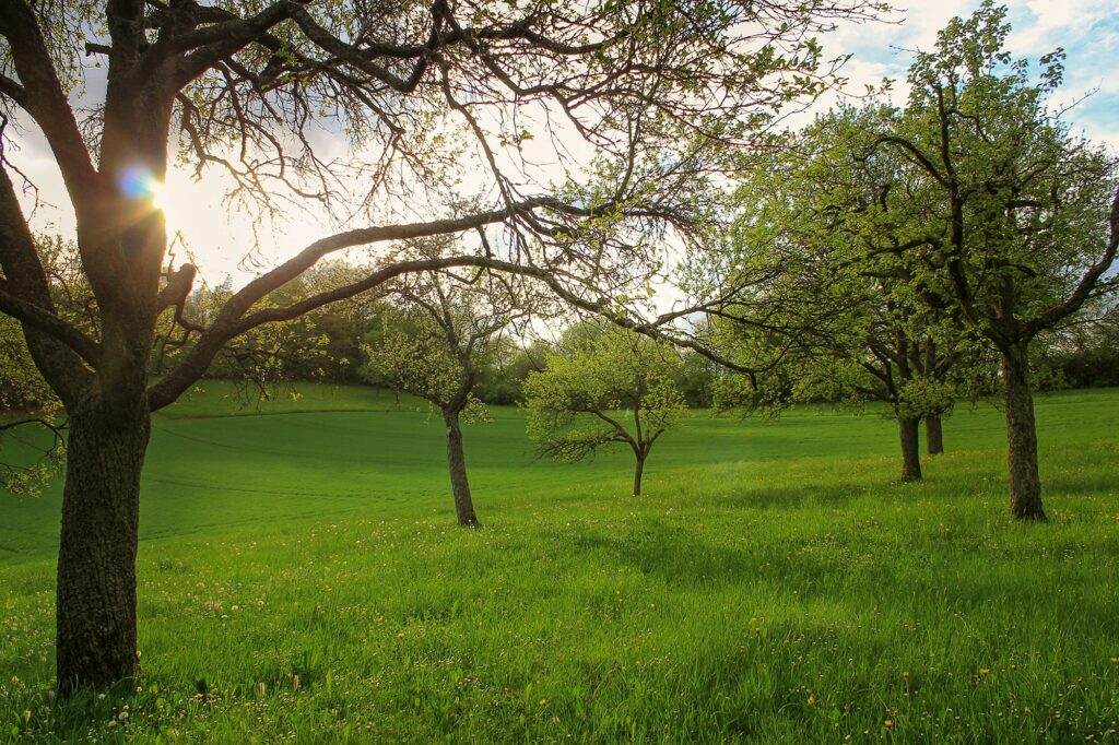 Sunlit garden with tall trees casting shadows over lush green field and wildflower meadow background Wallpaper