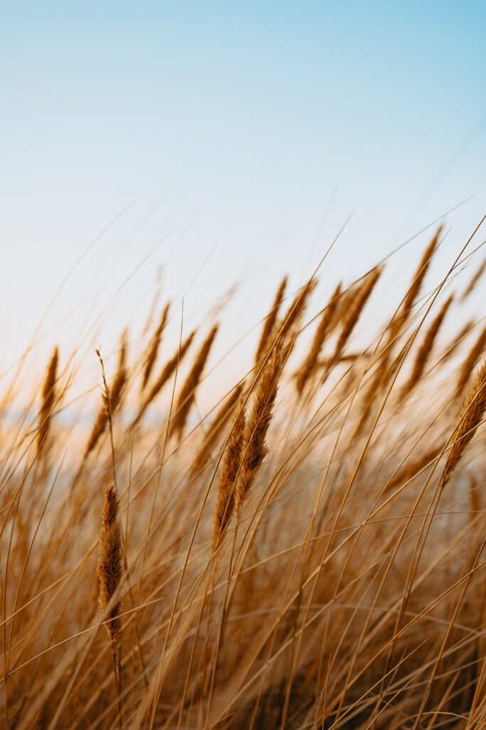 Golden dry grass spikes sway in sunlit field under clear blue sky serene nature background Wallpaper