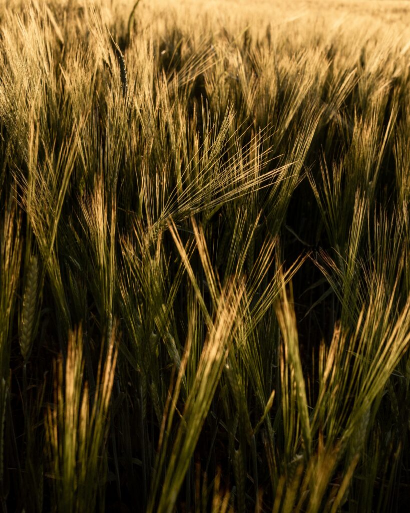 Close-up of tall golden grasses in sunlit field with warm earthy tones and rustic texture Wallpaper