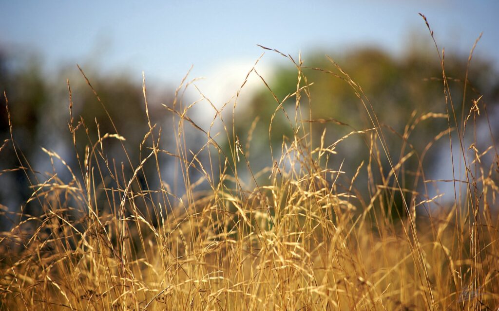 Golden ears of rye swaying in sunlit field with green trees and blue sky background Wallpaper