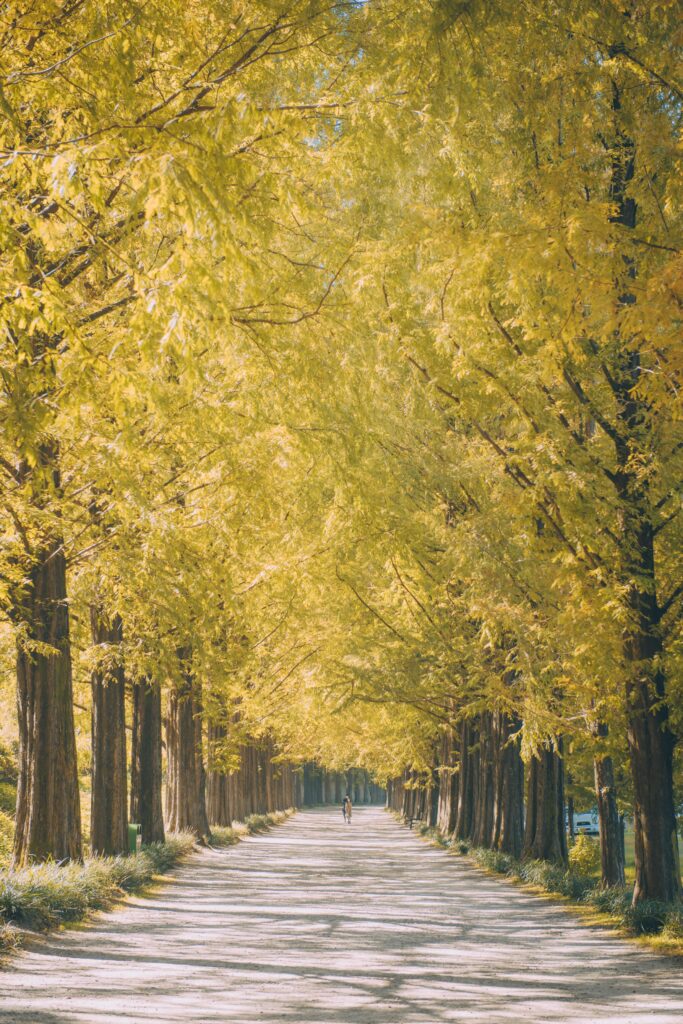 Sunlit path under golden autumn trees creating a serene nature alleyway wallpaper background