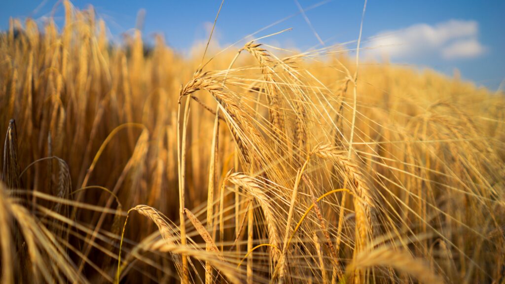 Close-up of golden wheat ears in sunlit field with soft blur warm tones tranquil rural scene Wallpaper
