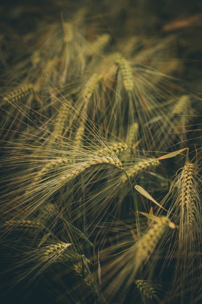 Close-up of golden wheat ears swaying in sunlit field with warm earthy tones and natural texture Wallpaper