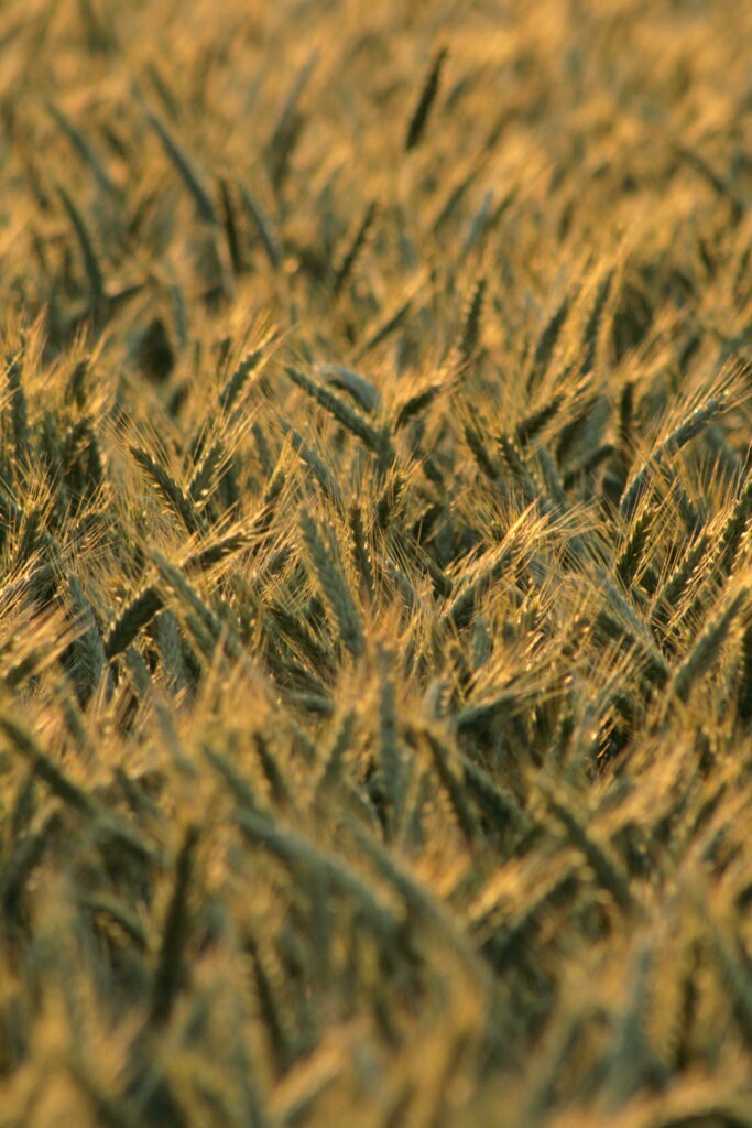 Sunlit golden wheat field in summer with gently swaying ears and warm natural light background Wallpaper