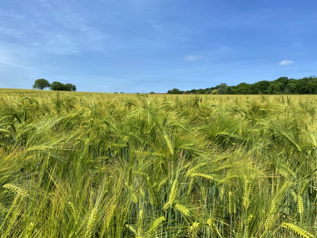 Sunlit wheat field with golden ears swaying under blue sky and green trees in summer landscape Wallpaper
