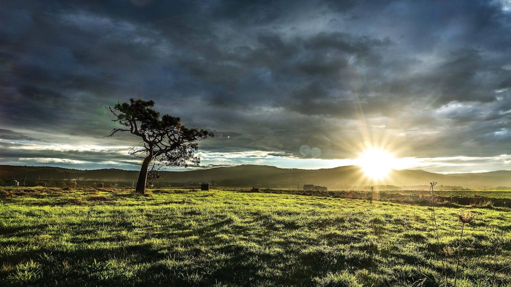 Sunlit grass field with solitary tree under dramatic storm clouds and golden sunburst hills Wallpaper
