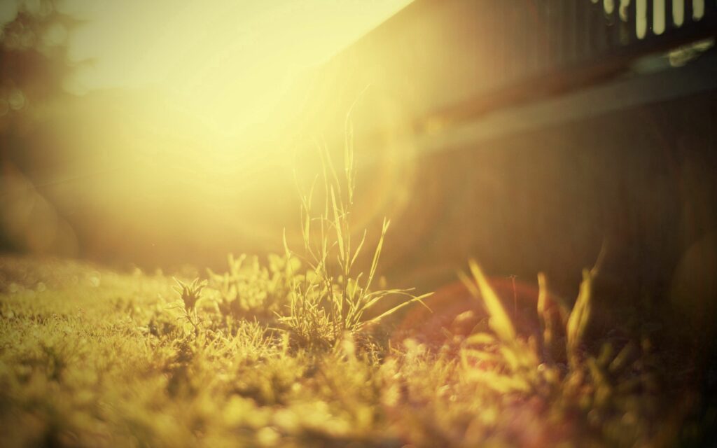 Sunlit Grassy Field Wallpaper: Bright & Serene Background Design