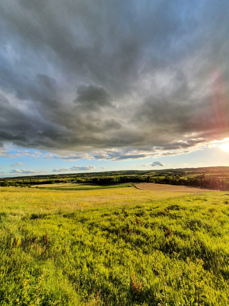 Sunlit grassy field with bushes and trees under dramatic cloudy sky wallpaper background