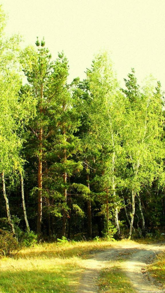 Sunlit dirt path through lush green birch and pine forest on a warm summer day wallpaper